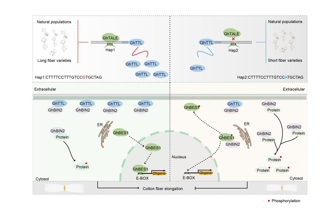 棉花纤维变长的关键“密码”找到了